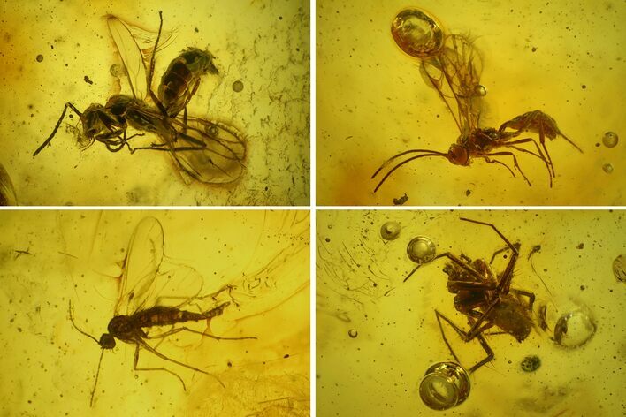 Two Fossil Wasps, a Spider and Flies in Baltic Amber #142246